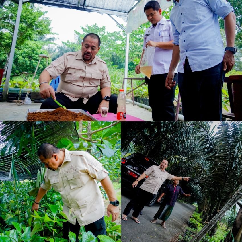 Potensi Ekonomi Pohon Aren Dilirik Pemkab Batu Bara, 16.000 Bibit Akan Ditanam