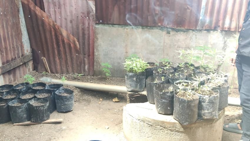 Tanam Ganja di Pekarangan Tanpa Sepengetahuan Pemilik Rumah, Pria di Banda Aceh Diamankan dan 21 Tanaman Disita