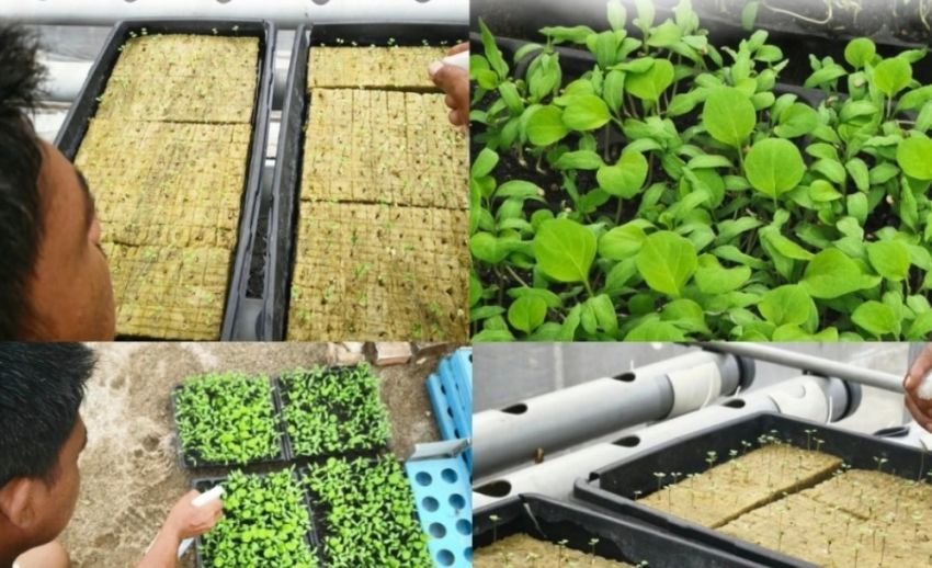 Dukung Swasembada Pangan, Lapas Labuhan Ruku Optimalkan Pembibitan Terong, Sawi Manis, dan Selada