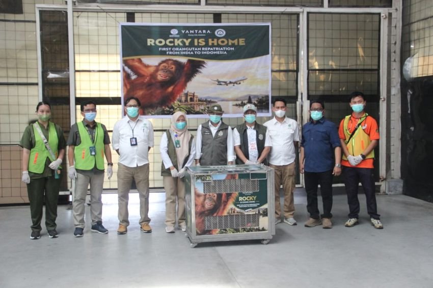 Diselamatkan dari India, Orangutan Hira Dipulangkan ke Sumut Sebelum Dilepas ke Gunung Leuser