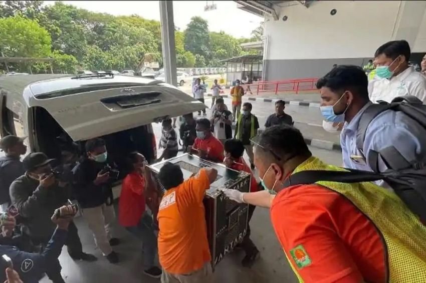 Korban Perdagangan Satwa Ilegal di India, Orangutan Heera Dipulangkan ke Indonesia dan Jalani Rehabilitasi