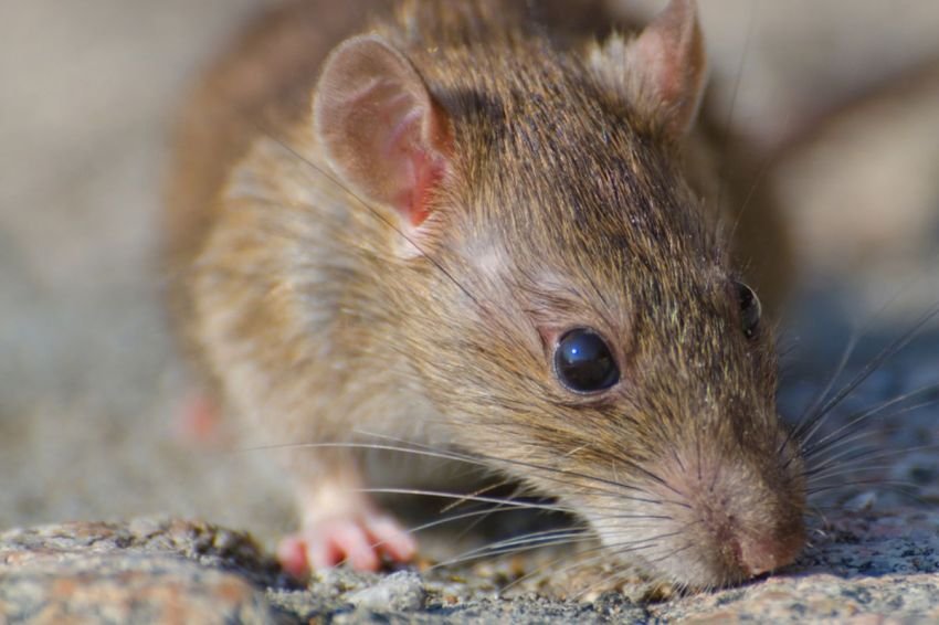 Hukum dan Alasan Membunuh Tikus dalam Islam: Termasuk Golongan Hewan Fasik yang Membahayakan