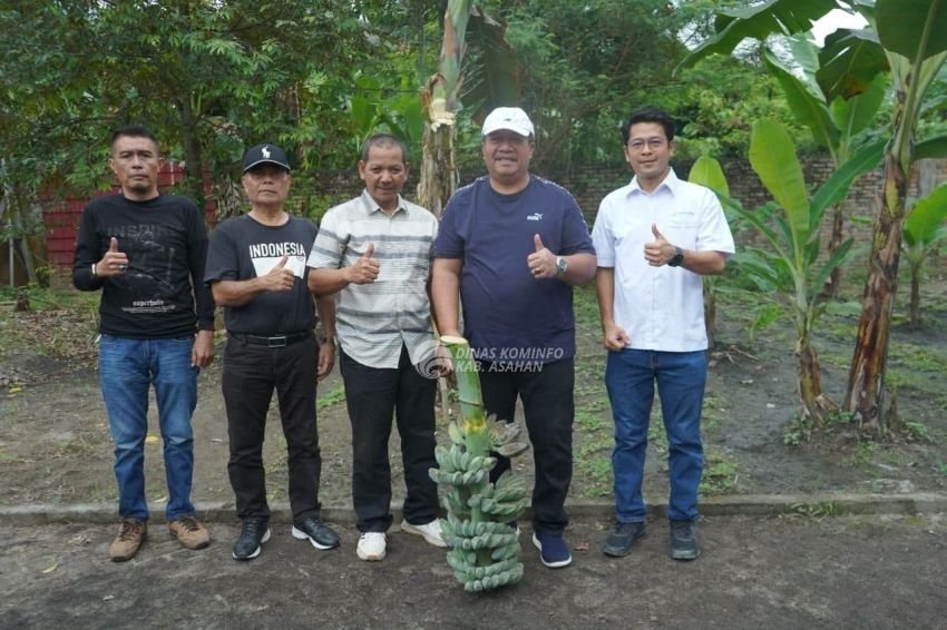 Bupati Taufik Panen Perdana Pisang Kepok Abu, Bakal Diusulkan Jadi Varietas Asal Asahan