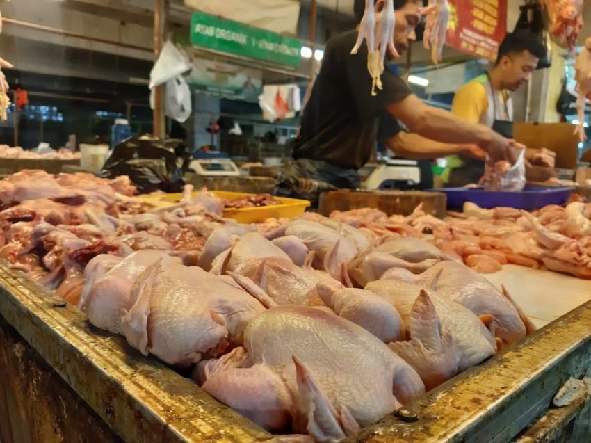 Terkerek Program MBG & Pakan Mahal, Harga Daging Ayam di Medan Masih Mencekik di Rp 46 Ribu