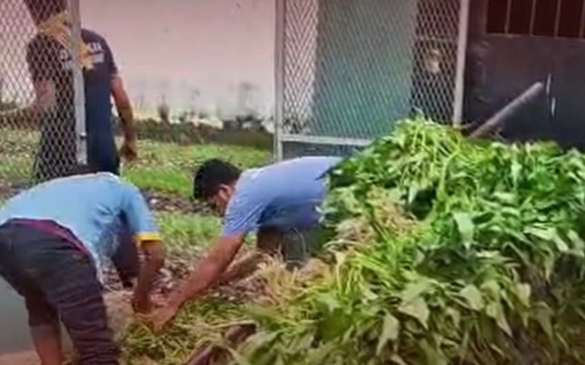 Dukung Ketahanan Pangan Nasional, Lapas Labuhan Ruku Panen Raya Kangkung Hasil Pembinaan Warga Binaan