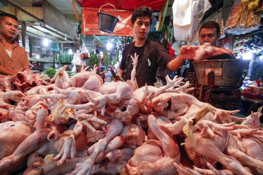 Harga Ayam di Medan Mulai Turun, Kini Rp 40 Ribu hingga Rp 43 Ribu per Kg