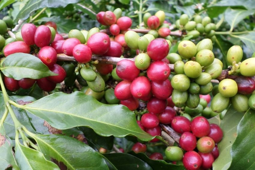 Tembus 5 Besar Biji Kopi Terbaik Dunia 2026, Simak 3 Keistimewaan Kopi Arabika Gayo