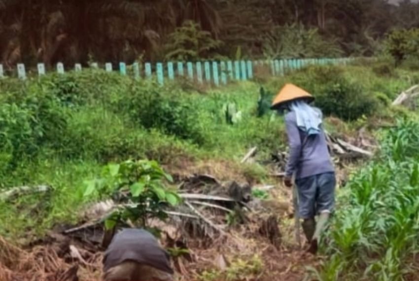 Lapas Labuhan Ruku Optimalkan Lahan Pertanian, Sisipkan Bibit Jagung yang Gagal Tumbuh