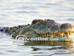 Kakek Diterkam Buaya Saat Jaring Udang di Bangka