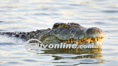 Kakek Diterkam Buaya Saat Jaring Udang di Bangka