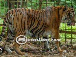 Medan Zoo Diduga Alami Krisis Keuangan, Bobby Nasution Buka Suara