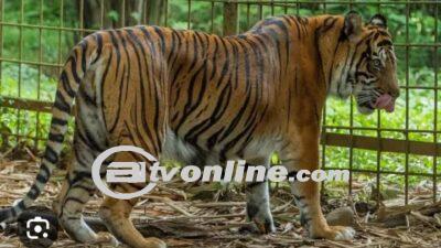 Medan Zoo Diduga Alami Krisis Keuangan, Bobby Nasution Buka Suara