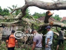 Hujan Deras Disertai Angin Kencang di Bangkalan, BPBD Evakuasi Pohon Tumbang