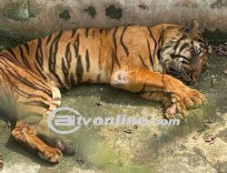 1 Harimau Benggala Mati Lagi, Hanya Tersisa 9 Ekor Harimau di Medan Zoo