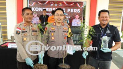 Polisi di Bintan Berhasil Tangkap Pelaku Budidaya Ganja!