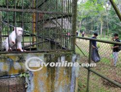 Penundaan Penutupan Medan Zoo Menyambut Libur Lebaran