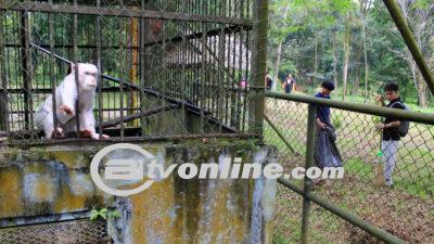 Penundaan Penutupan Medan Zoo Menyambut Libur Lebaran