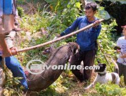 Babi Hutan Bertaring yang Meneror Warga Sukabumi!