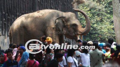 Taman Margasatwa Ragunan Ramai Dikunjungi Saat Libur Idul Adha 2024