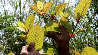 Kratom, Daun Surga Asal Kalimantan, Kini Jadi Primadona Ekspor Indonesia dan Diburu AS