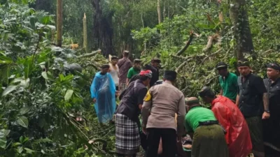 Tragedi Pohon Tumbang di Monkey Forest Ubud: Dua Wisatawan Asing Tewas, Satu Luka