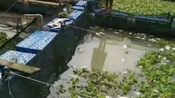 Limbah PKS PTPN IV Jebol Ribuan Ikan Mati, DLH Batu Bara Tunggu Hasil Lab DLHK Provinsi Sumut